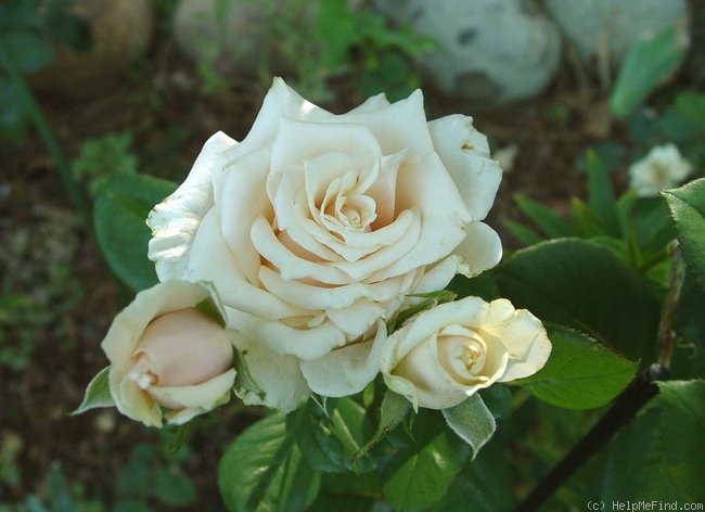 'Kameleon' rose photo