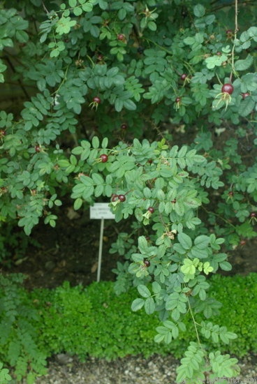 '<i>R. spinosissima</i> var. <i>altaica</i> (Willd.) Rehder' rose photo