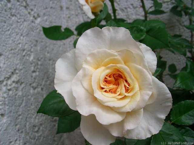 'Comtessa ® (shrub, Tantau 2006)' rose photo