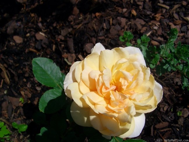 'Madame Paule Massad' rose photo