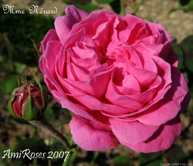 'Madame Nérard' rose photo