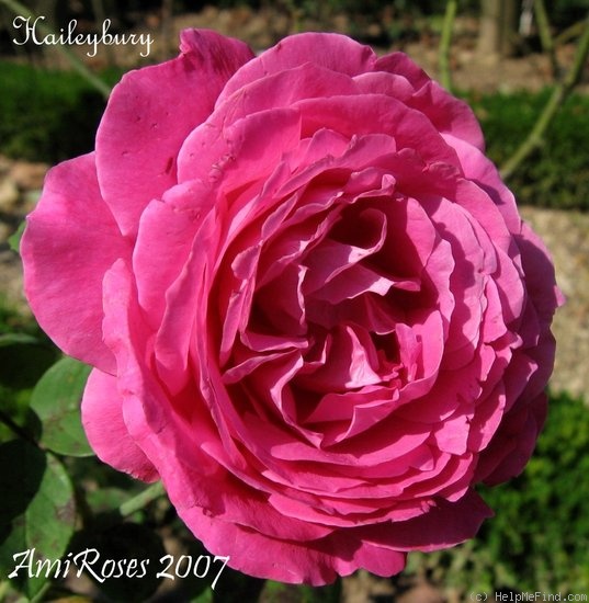 'Haileybury' rose photo