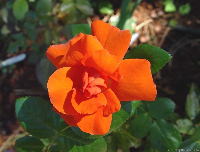 'Laura Bush ™' rose photo