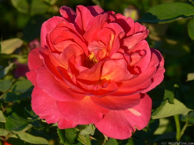 'La Passionata (hybrid tea, Delbard 1997)' rose photo