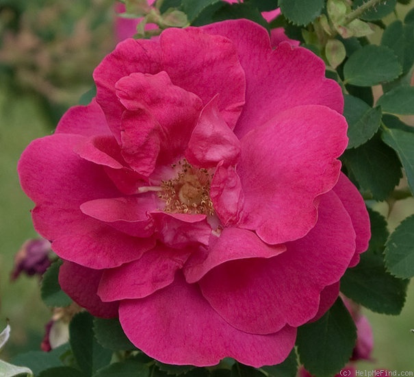 'Cerise Bouquet (shrub, Tantau/Kordes, 1937)' rose photo
