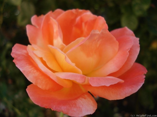 'L'Oréal Trophy' rose photo