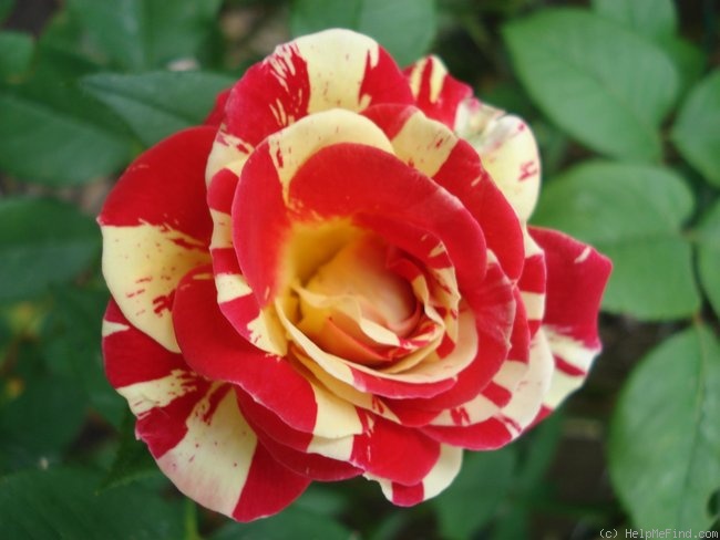 'Brushstrokes' rose photo