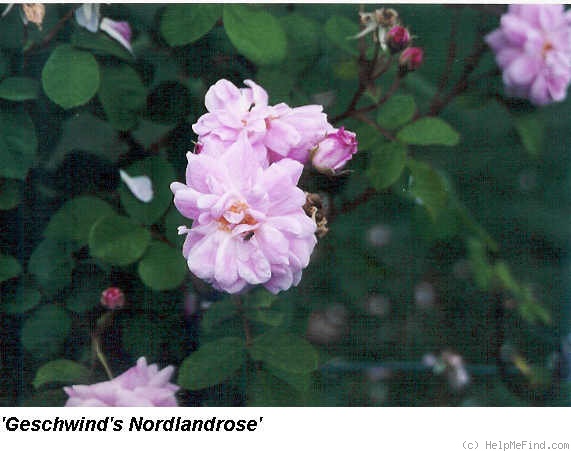 'Geschwinds Nordlandrose I' rose photo