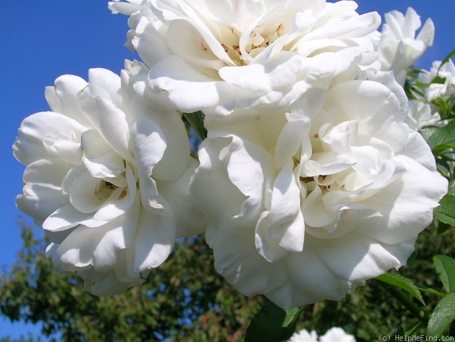 'Carte Blanche ® (floribunda, Meilland, 1999)' rose photo