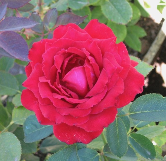 'Beloved (hybrid tea, Zary 2001)' rose photo