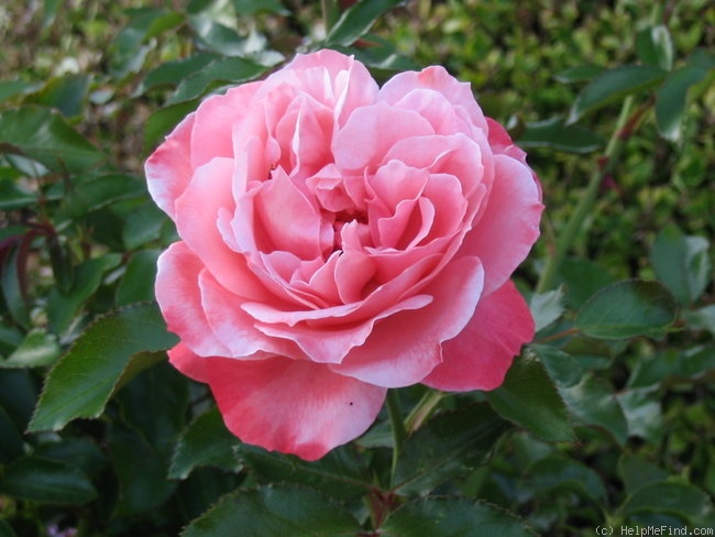 'Botticelli ®' rose, click to enlarge 'Botticelli ®' rose photo