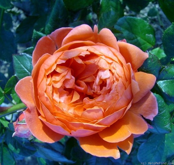 'Summer Song (shrub, Austin 2005)' rose photo