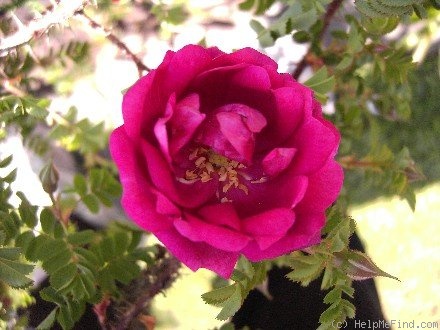 'Infertilis' rose photo
