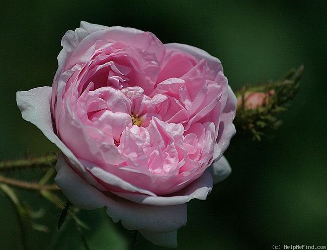 'Blush Moss' rose photo