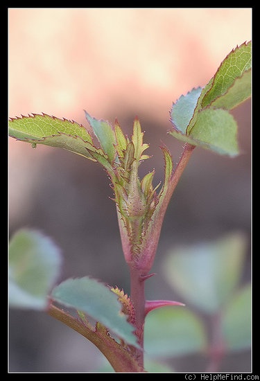 'Galaxy (miniature, Moore 1980)' rose photo