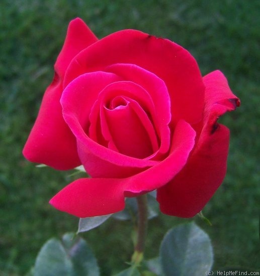 'Hawaiian Prince' rose photo