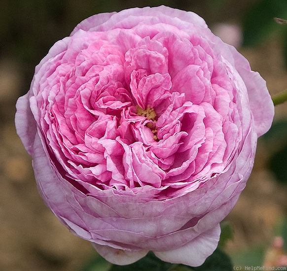 'Louis van Tyll' rose photo