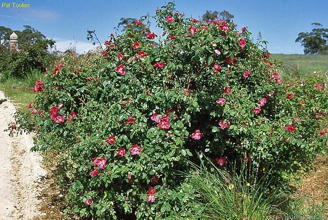 'Beauty of Glenhurst' rose photo