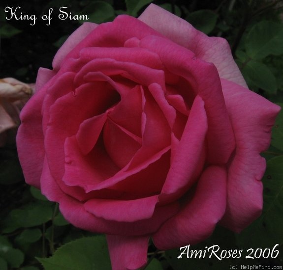 'King of Siam (hybrid tea, Bräuer, 1912)' rose photo