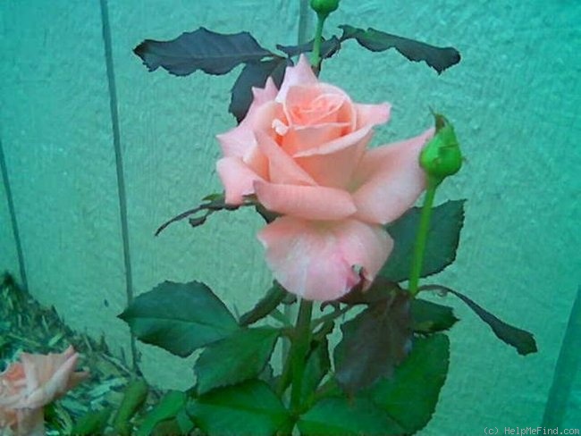 'Cherish' rose photo