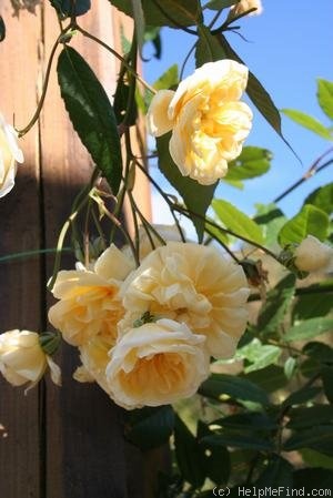 'Malvern Hills ®' rose photo