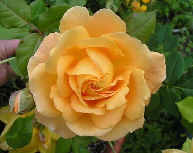 'Golden Buddha' rose photo