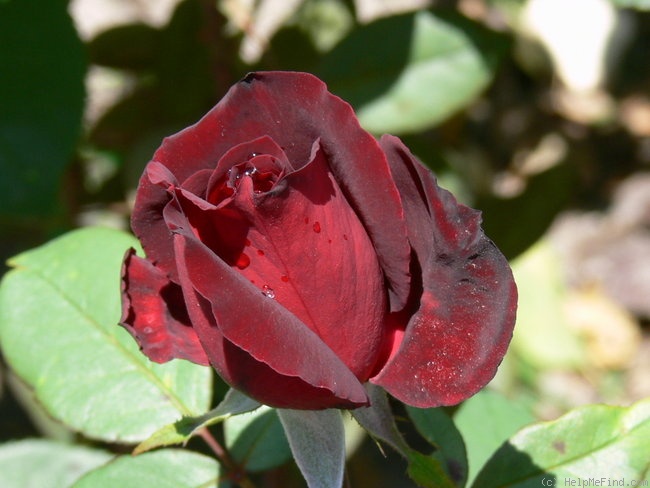 Роза марина фото