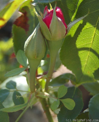 'Druschki Rubra' rose photo