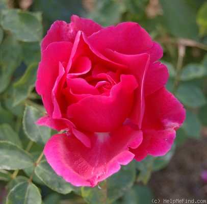 'Druschki Rubra' rose photo