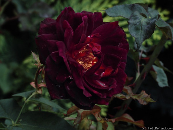'Guillaume Kaempff' rose photo