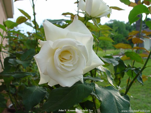 'John F. Kennedy' rose photo