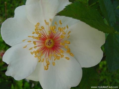'Jacqueline du Pré (shrub, Harkness before 1986)' rose photo
