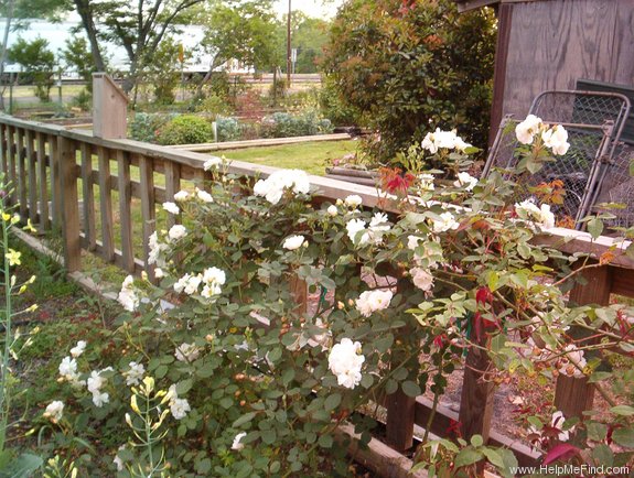 'Penelope (hybrid musk, Pemberton 1924)' rose photo