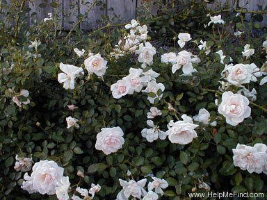 'Pearl Meidiland' rose photo
