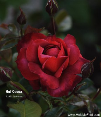 'Hot Cocoa ™ (Floribunda, Carruth 2001)' rose photo