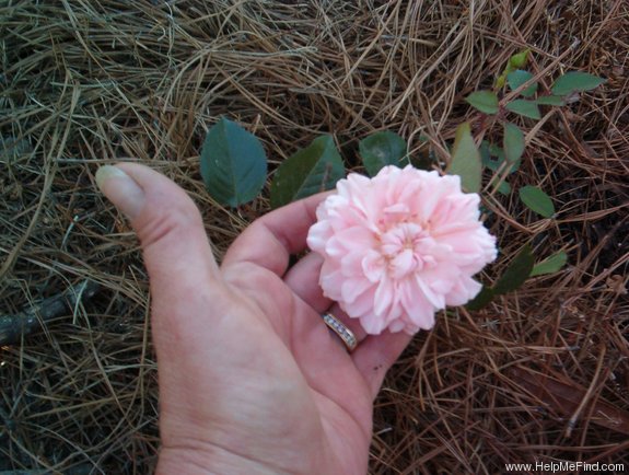 'Alister Clark (floribunda, Newman 1990)' rose photo