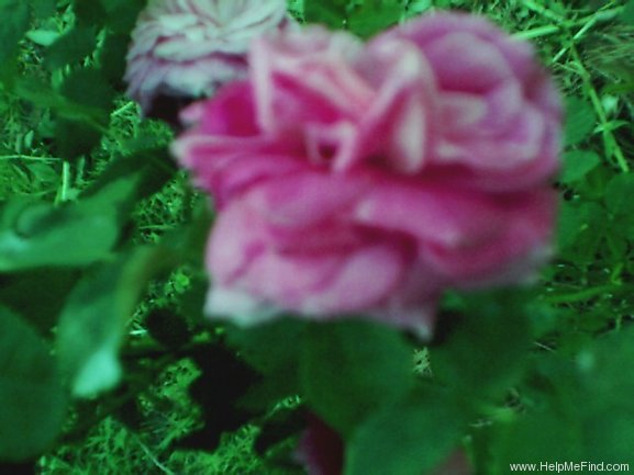 'Old Cabbage Rose' rose photo