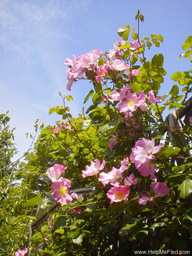 'Sparrieshoop (floribunda, Kordes 1953)' rose photo