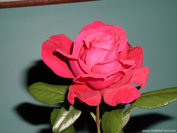 'The Australian Bicentennial Rose' rose photo