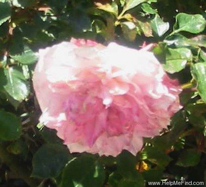'Choo-Choo Centennial' rose photo