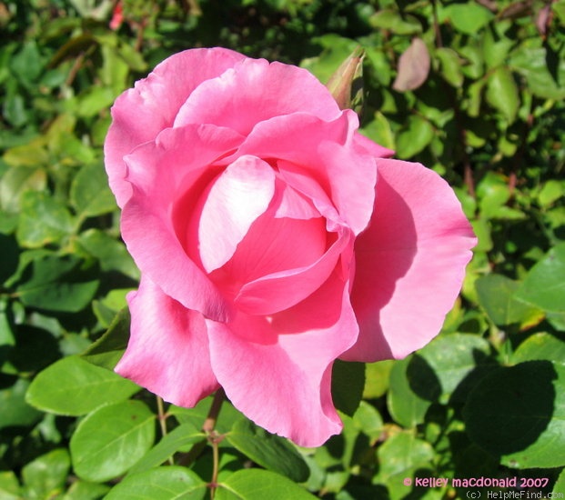 'Kerryman ®' rose photo