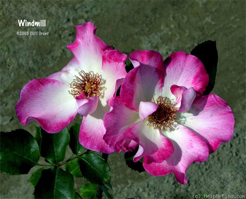 'Windmill' rose photo