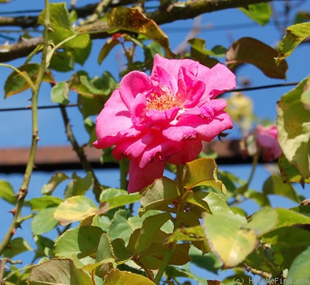 'Campanela' rose photo