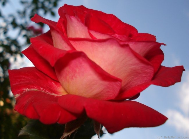 'Bicolette' rose, click to enlarge 'Bicolette' rose photo