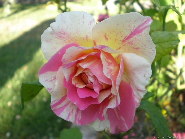 'Claude Monet ® (Hybrid Tea, Christensen, 1992)' rose photo