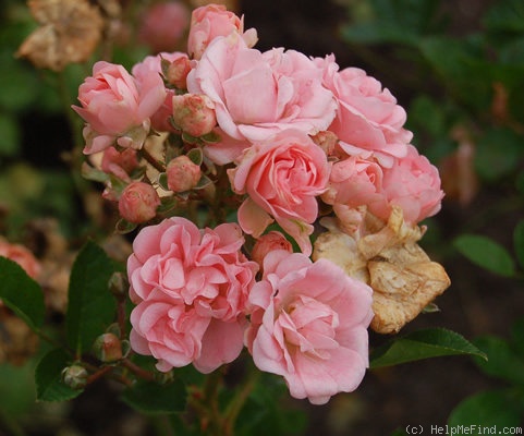 'Coral Cluster' rose photo