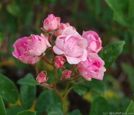 'Königin Wilhelmine' rose photo