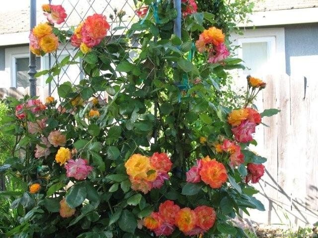 'Piñata' rose photo