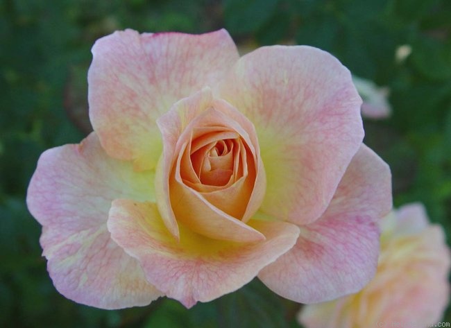 'Flirtatious ™' rose photo