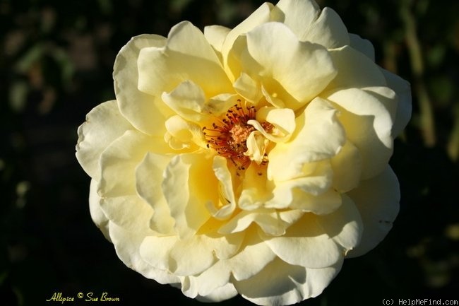 'Allspice (Hybrid Tea, Armstrong, 1977)' rose photo